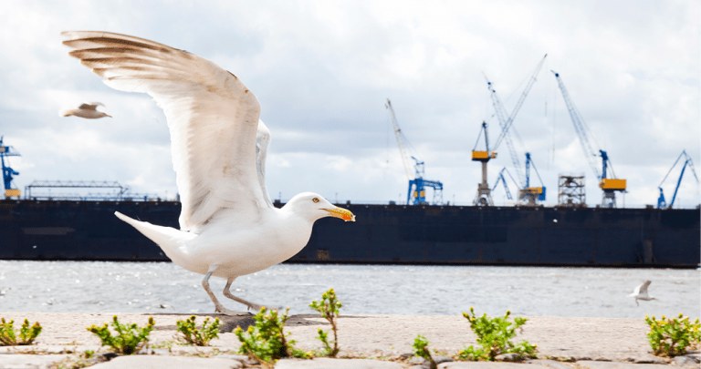 Möve am Hafen